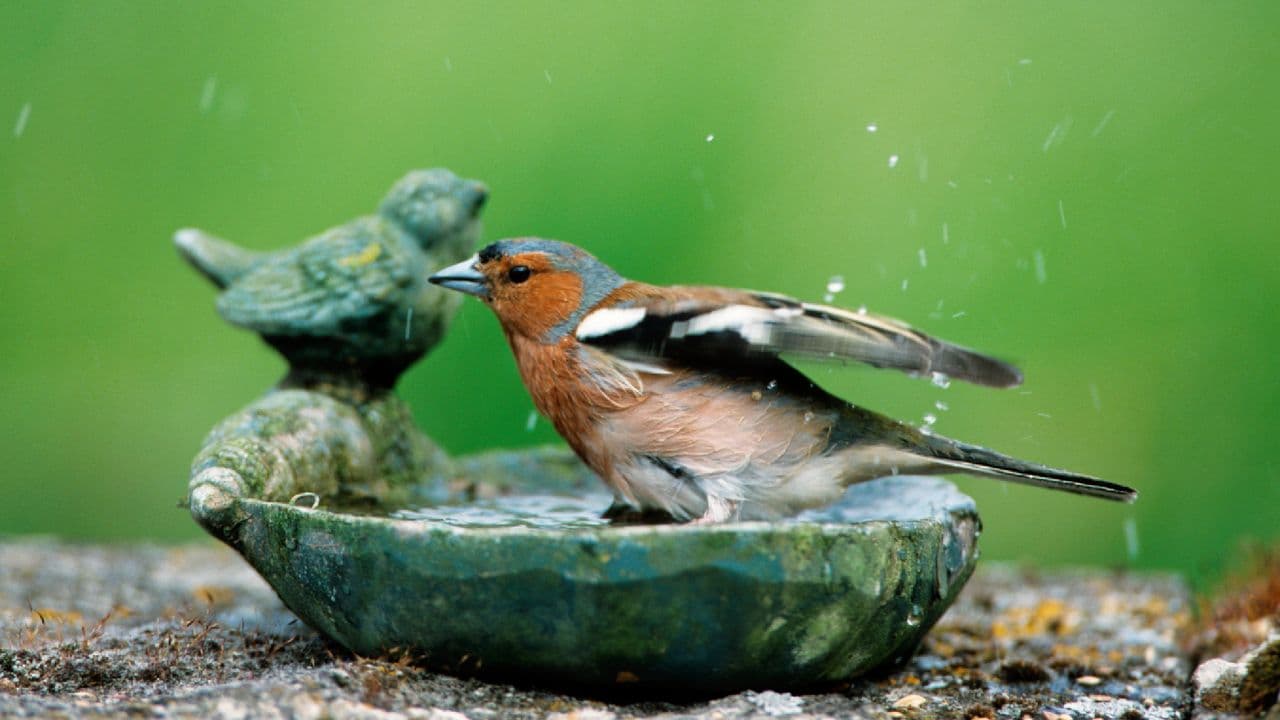 This $8 Amazon find is a perfect solution to the one backyard chore everyone hates (and the birds will thank you)