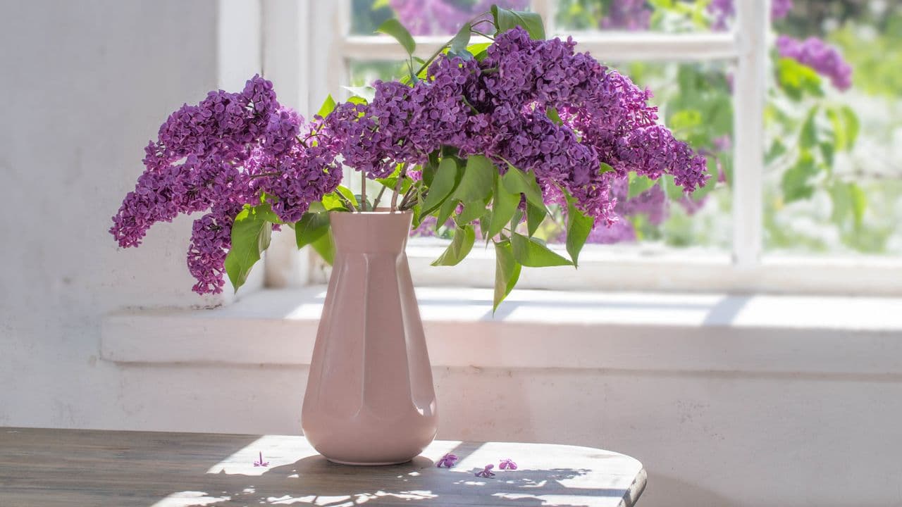 How to stop flowers wilting in a heatwave — 3 expert-approved tips