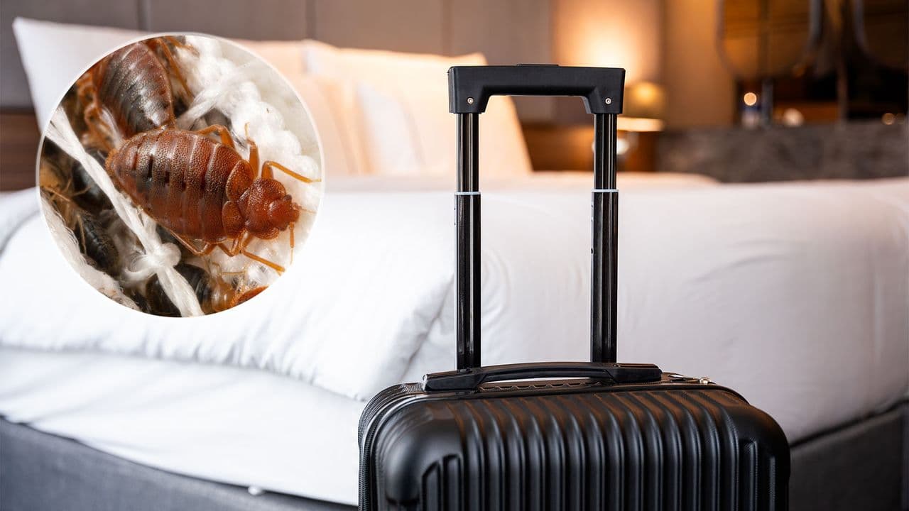 I've avoided bringing bed bugs home from vacation thanks to this $2 tool — here's how it stops an infestation