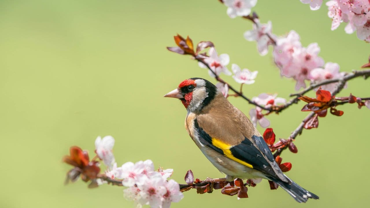 Ditch the feeder this summer: The natural way to keep garden birds healthy