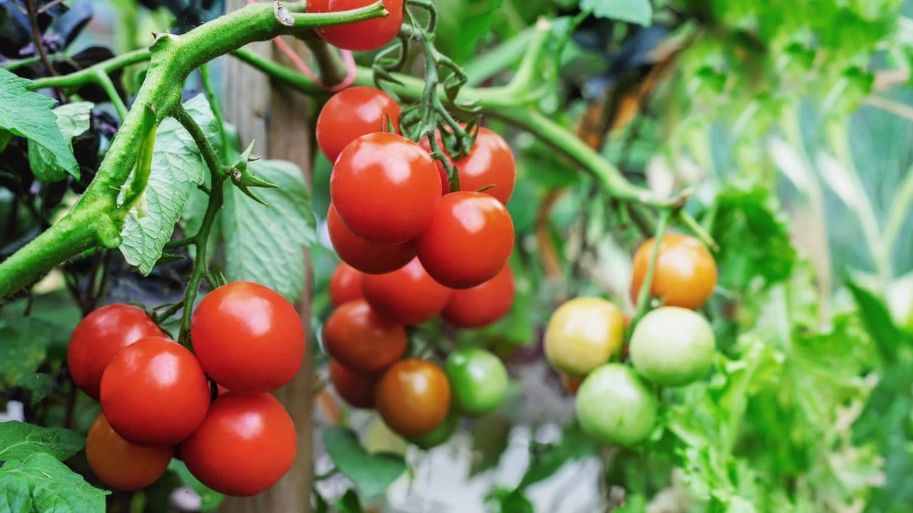 Want bigger tomatoes? This common kitchen scrap could give your plants a healthy boost