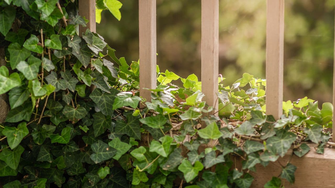 Kill invasive ivy naturally with this one household staple