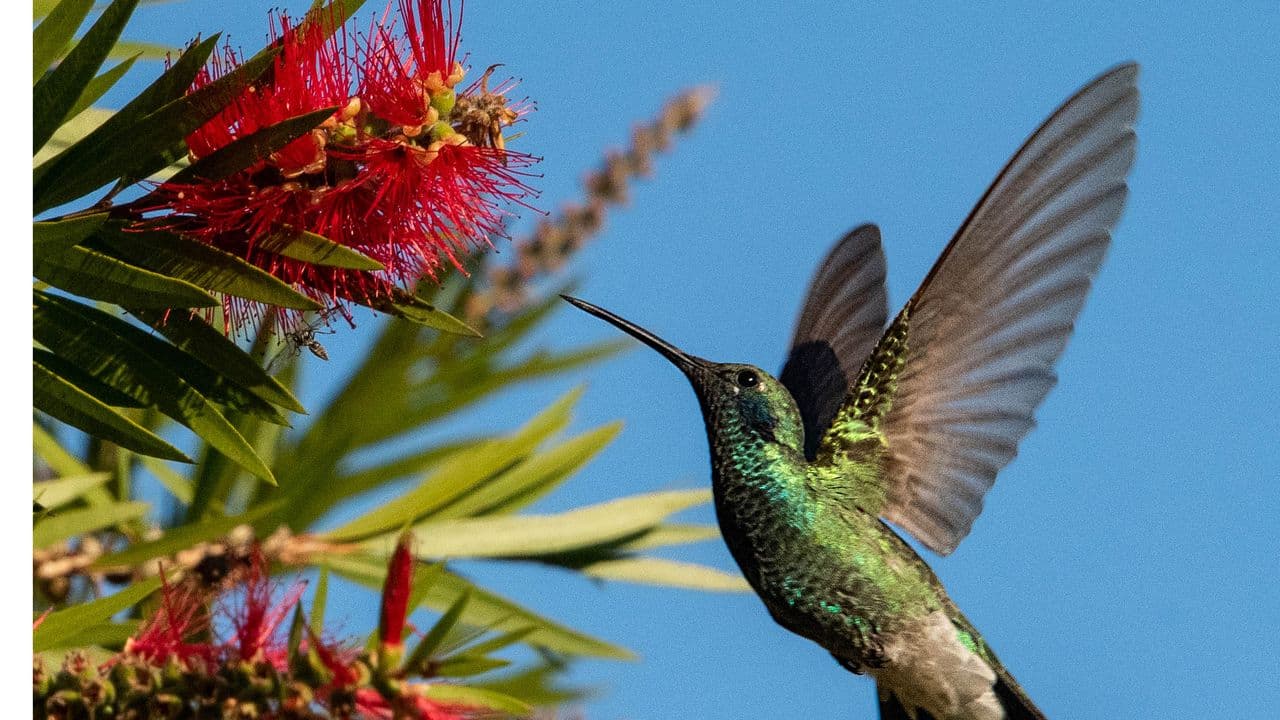 Simple tips to shield visiting hummingbirds from summer's scorching temperatures