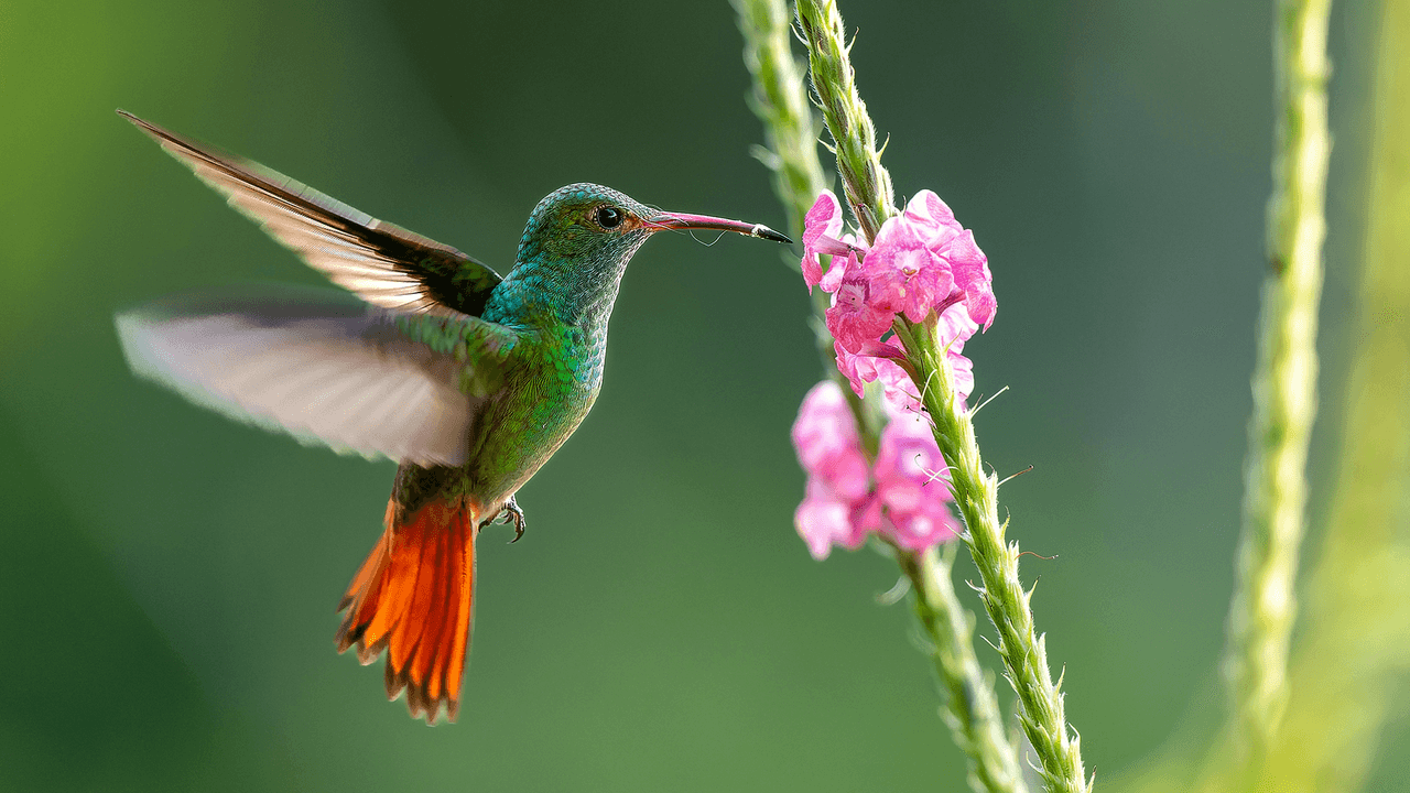 5 Tips for Designing a Hummingbird-Friendly Backyard This June