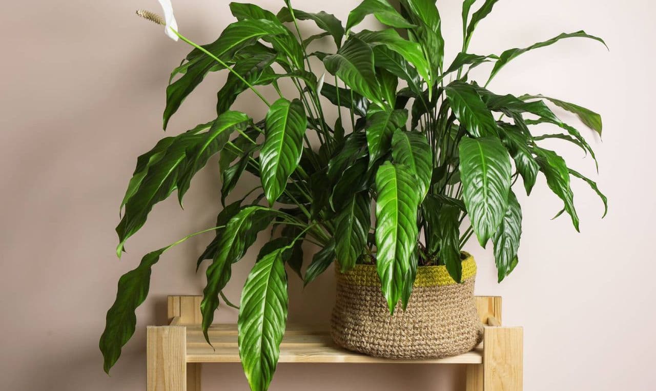Peace lily leaves drooping? 3 causes and quick fixes to try right now