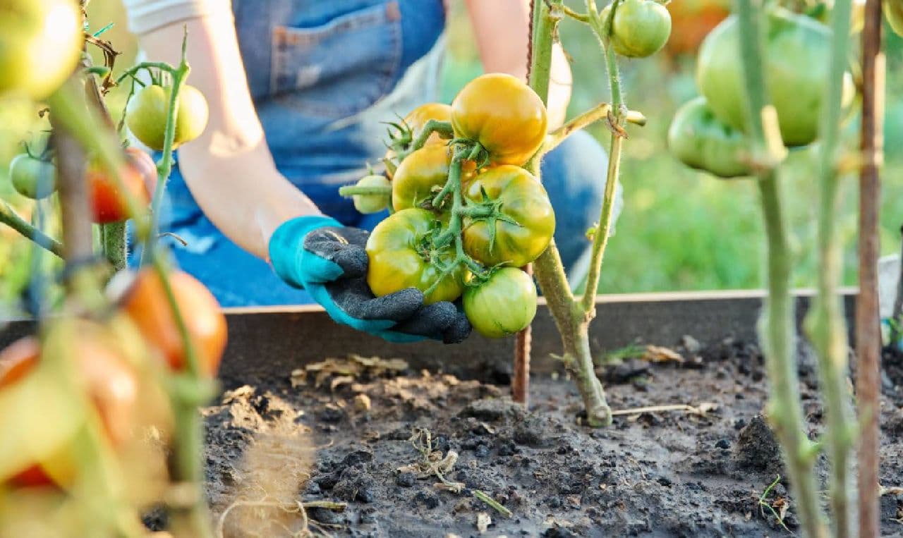 Boost Tomato Yields: Master the 3-Step Pruning Method