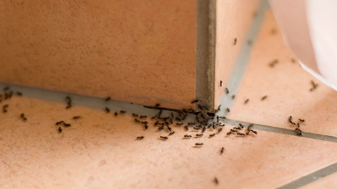 I found a trail of ants in my kitchen, and this 50-cent natural remedy stopped them in their tracks