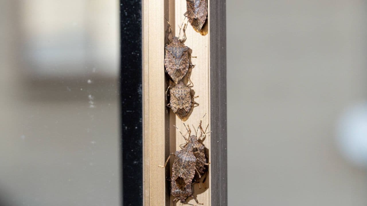 The real reason stink bugs are invading your house this summer (and how to stop them)