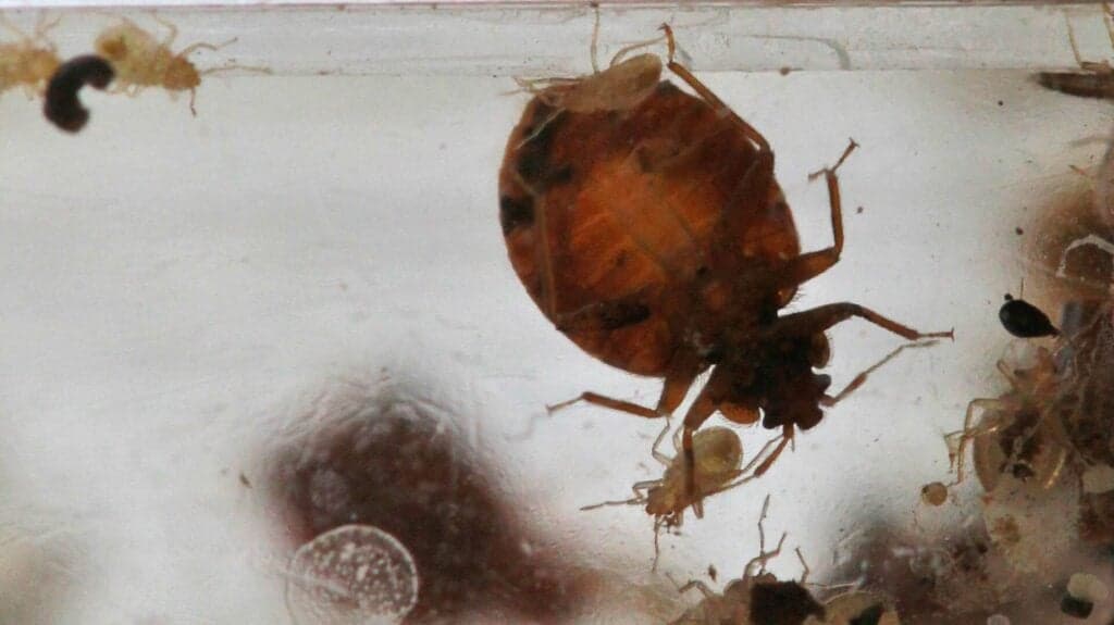 The Federal Agency Fighting Bed Bugs Keeps Getting Infested But its Workers Aren’t Allowed to Telecommute
