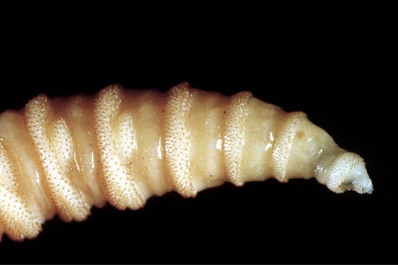 Flesh-Eating Screwworm Maggots Make a Disturbing Return in the US