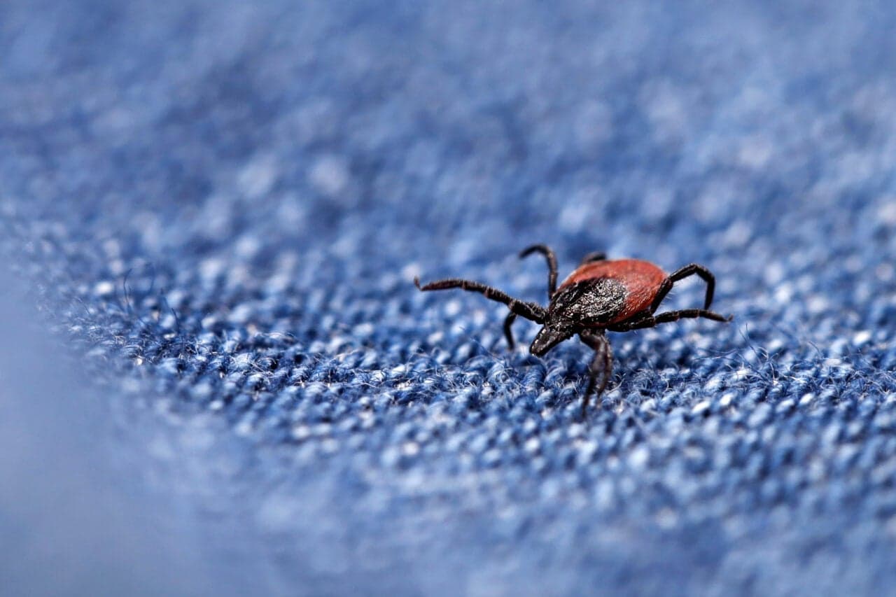 Hot Tick Summer Is Here and They’re Sucking Up Our Blood More Than Usual