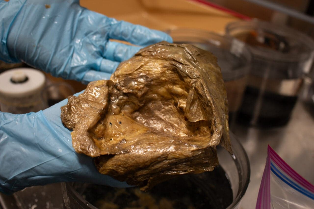 Scientists Finally Solve Mystery of ‘Golden Orb’ Found on Alaskan Seafloor