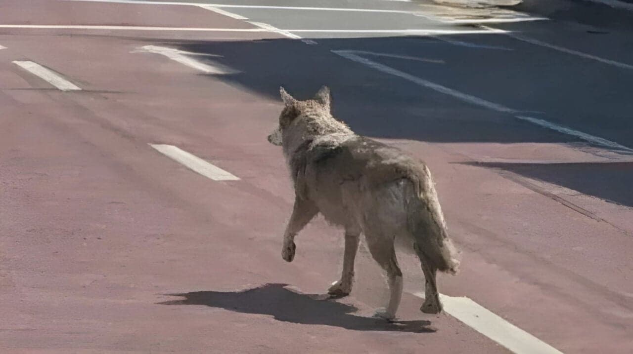 South Korean Man Might Get Prison Time for Posting AI Wolf Picture