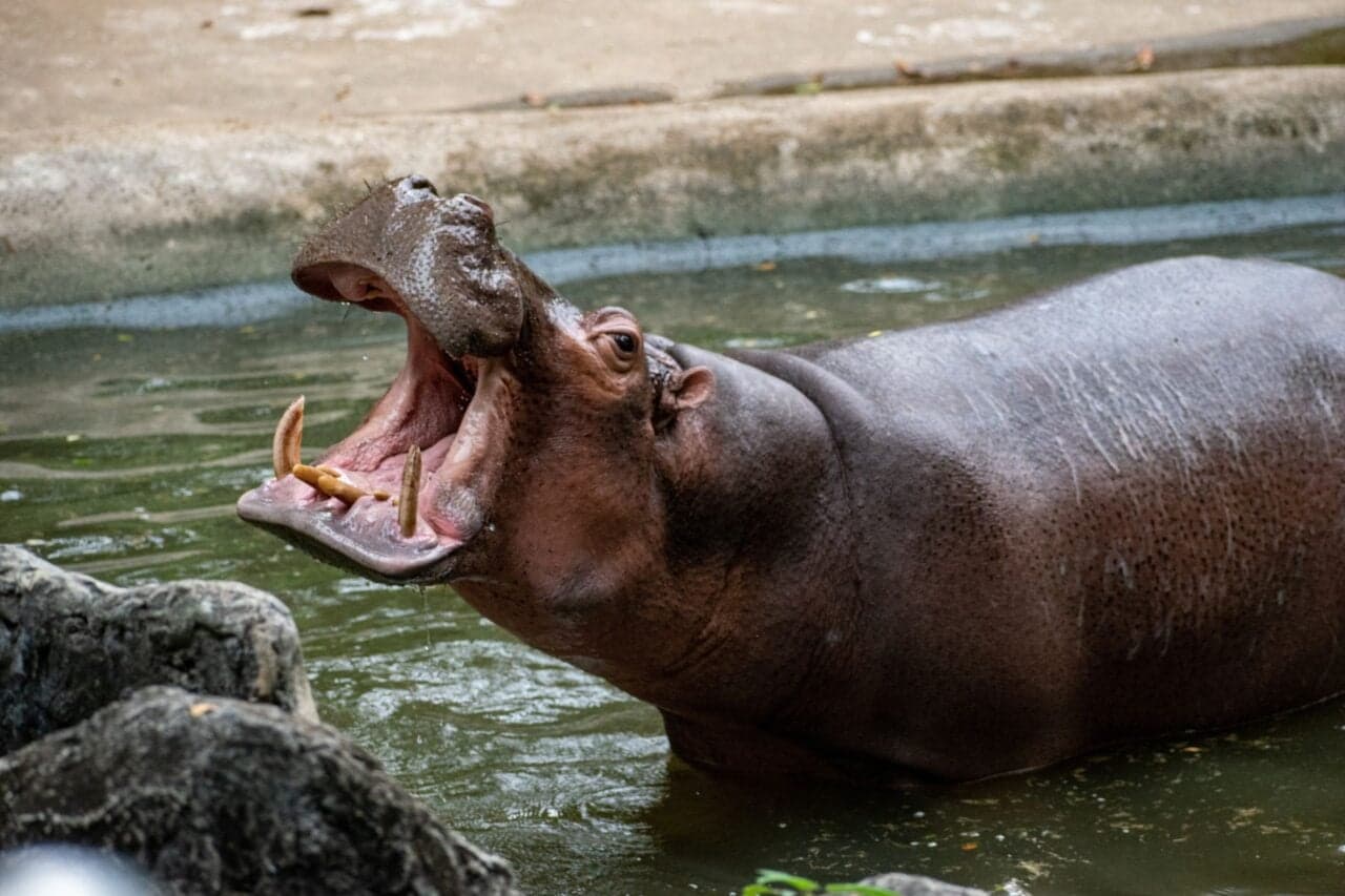 Hollywood Has Finally Made a Hippo Horror Movie. It’s About Time