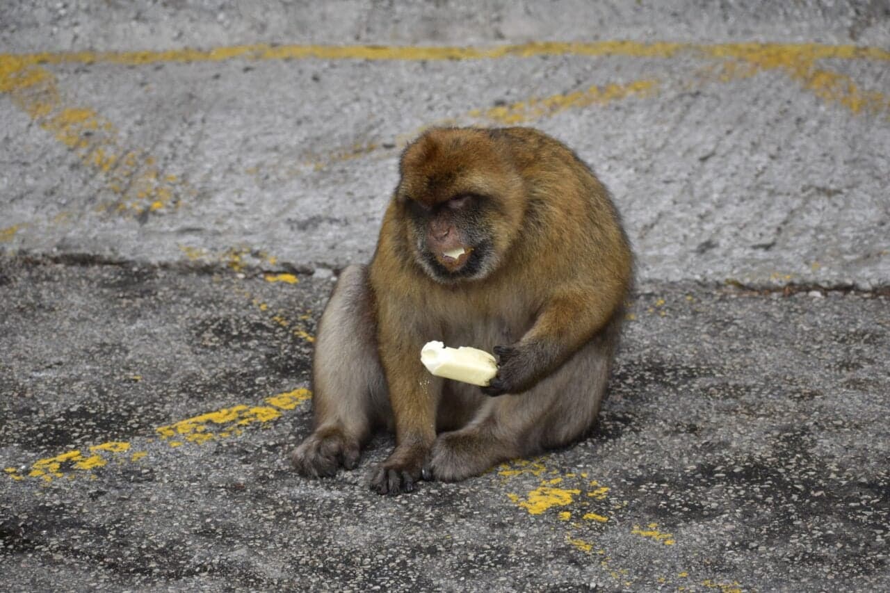 Scientists Figured Out Why These Monkeys Eat Dirt. The Key Is Tourists