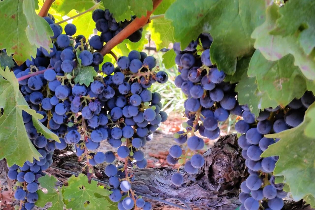 Researchers Find Surprising Link Between Grapes and Sun Protection