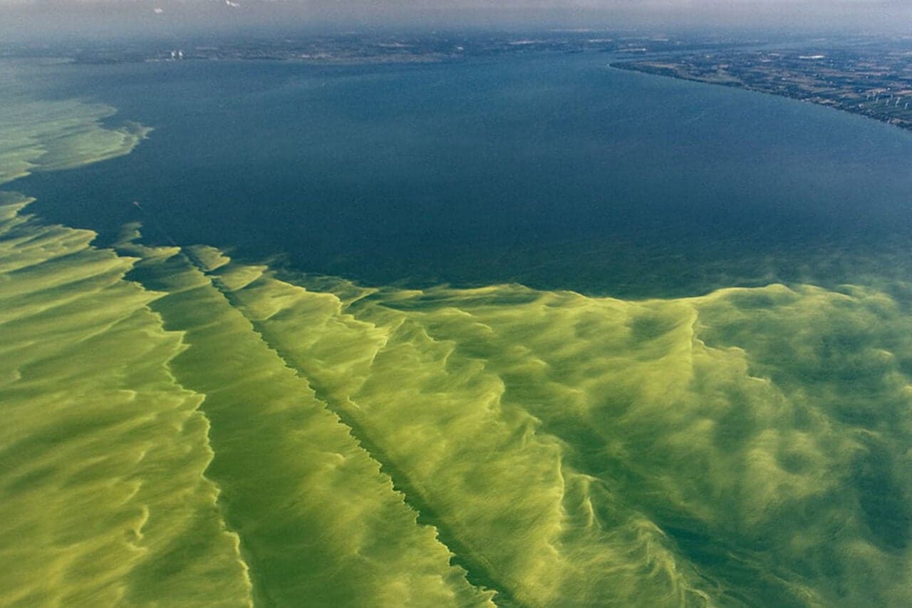 Lake Erie Hosts a Dangerous Mix of Prohibited Toxins