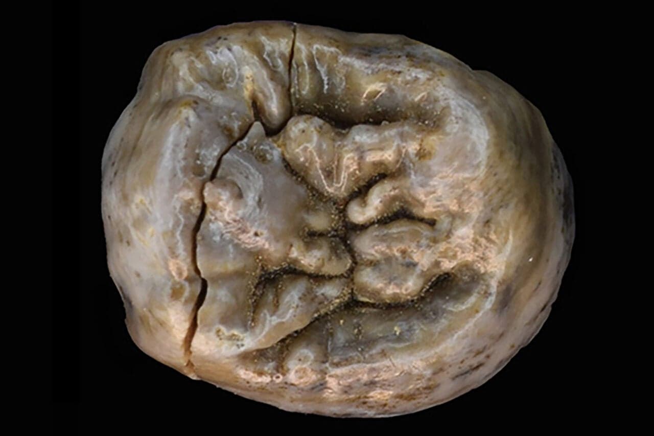 New Research Shows How the Earliest Humans Got Their Meat