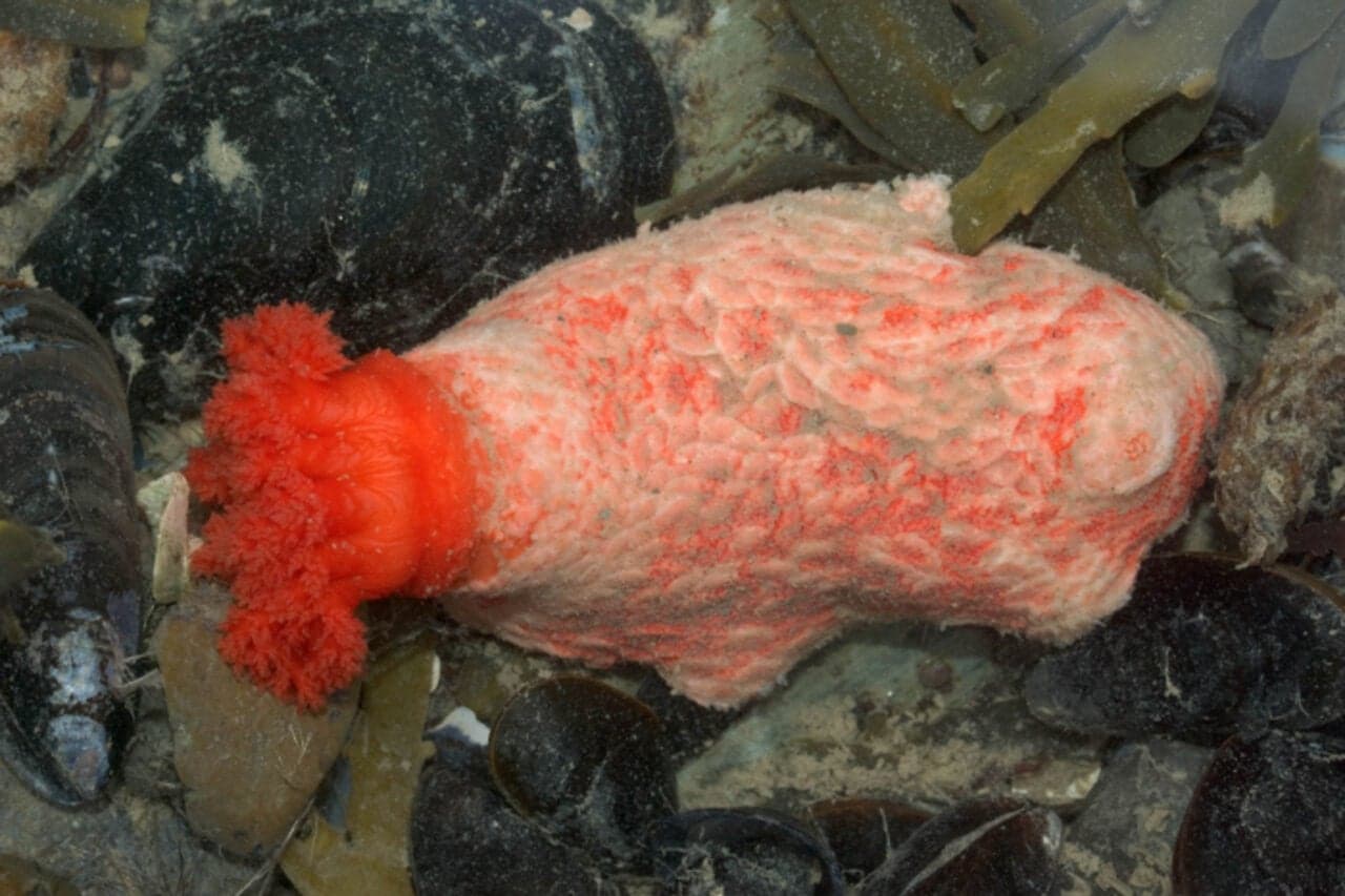 Zombie Chunks of Sea Cucumber Refuse to Die, Raising Questions About What It Means to Live Forever