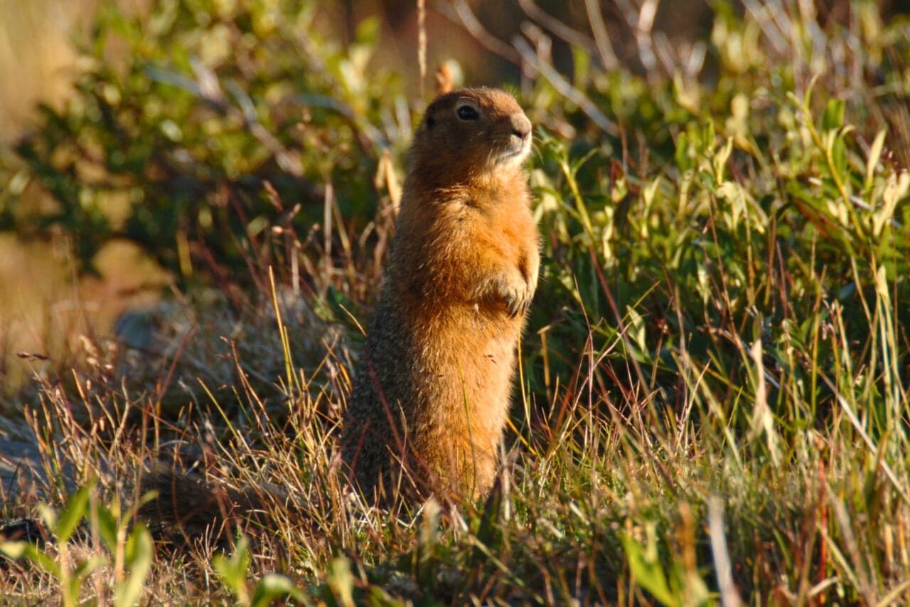 Scientists Pulled 700,000-Year-Old DNA From Frozen Squirrel Poop