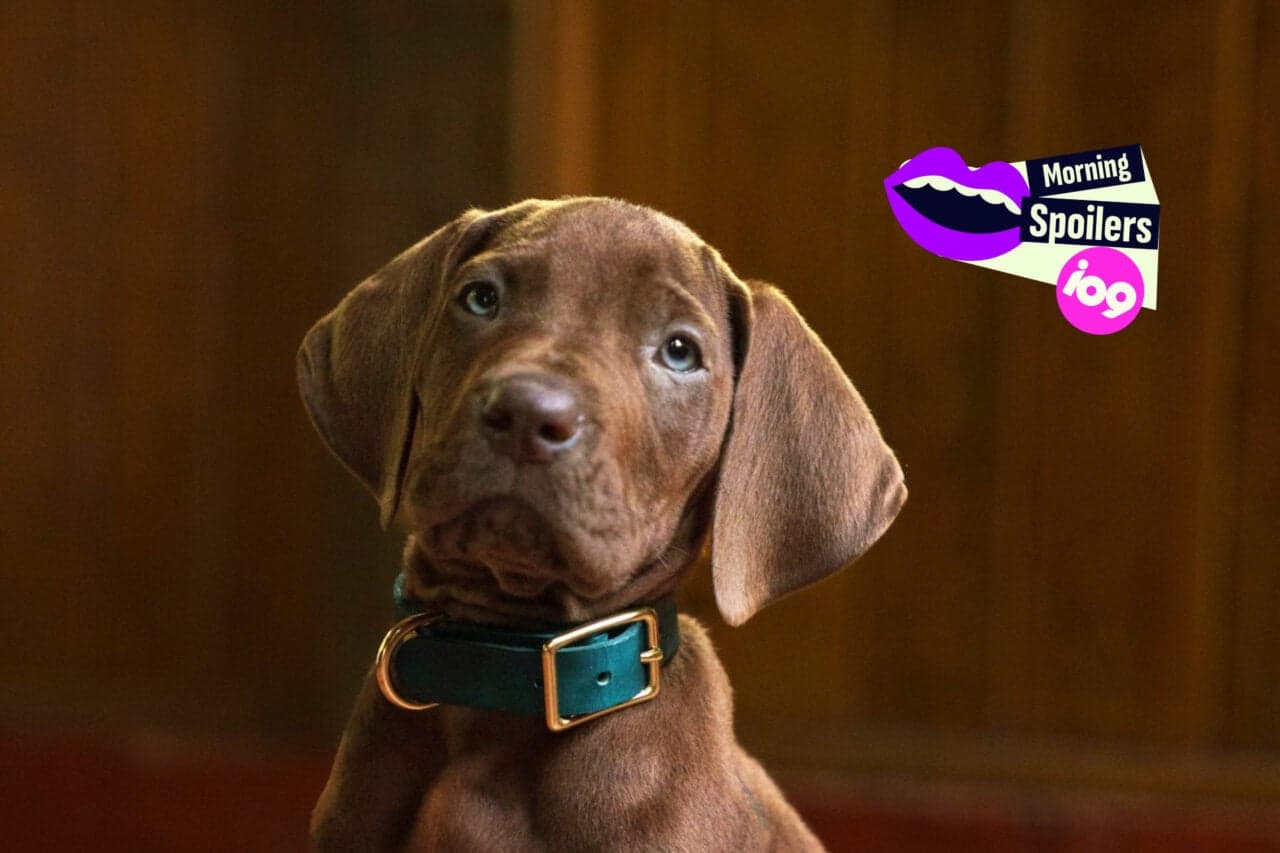 Here’s Your First Look at the Real Dog Playing Netflix’s Live-Action Scooby-Doo