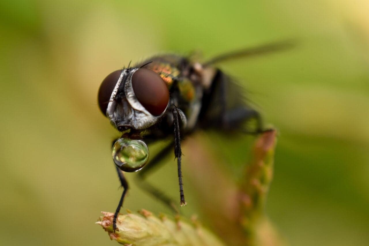 Say Hello to the New Species of Fly Officially Approved to Clean Human Wounds