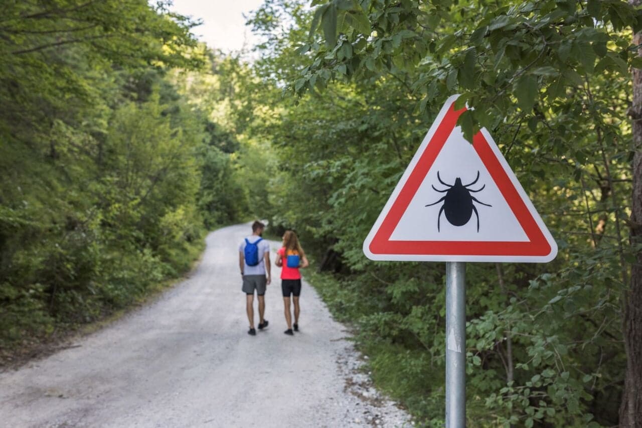 New York Faces Emergence of Severe Lyme Disease Variant Among Visitors