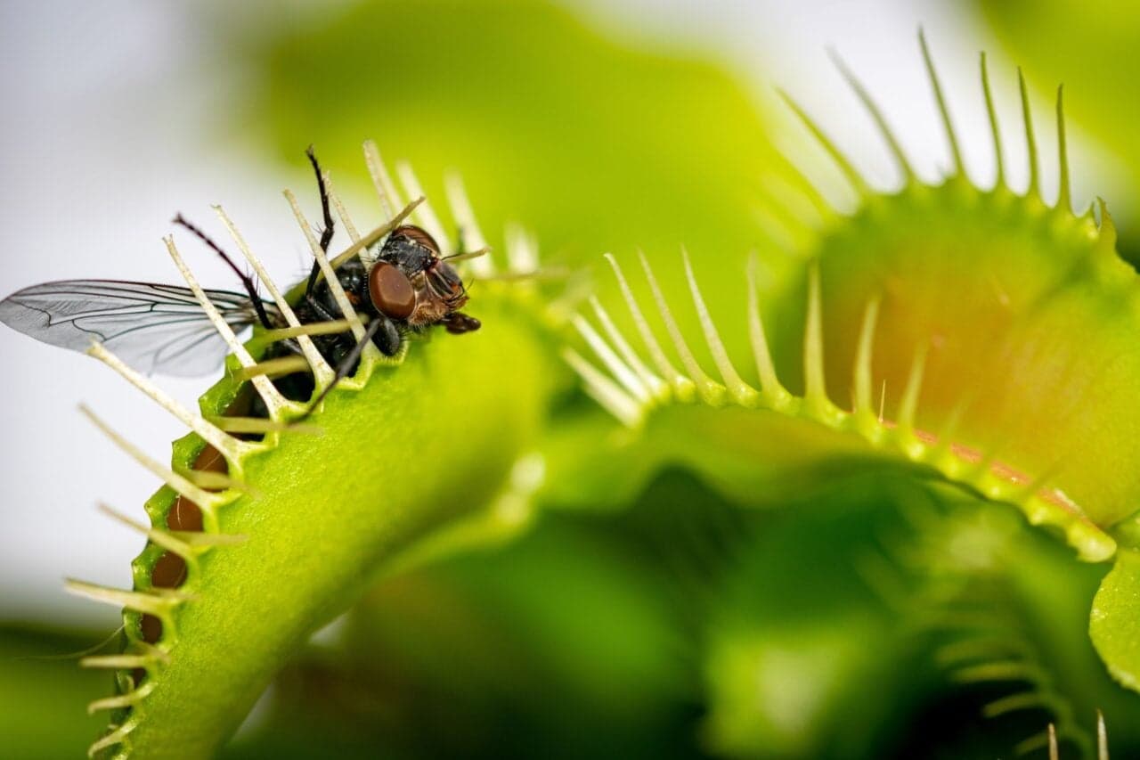 The Mechanism Behind Venus Flytraps' Rapid Closure Unveiled by Researchers