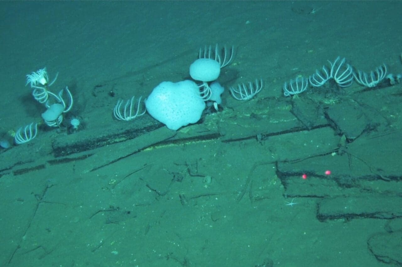 Scientists Have Just Discovered a 5 Million-Year-Old Whale Necropolis in the Deep Sea