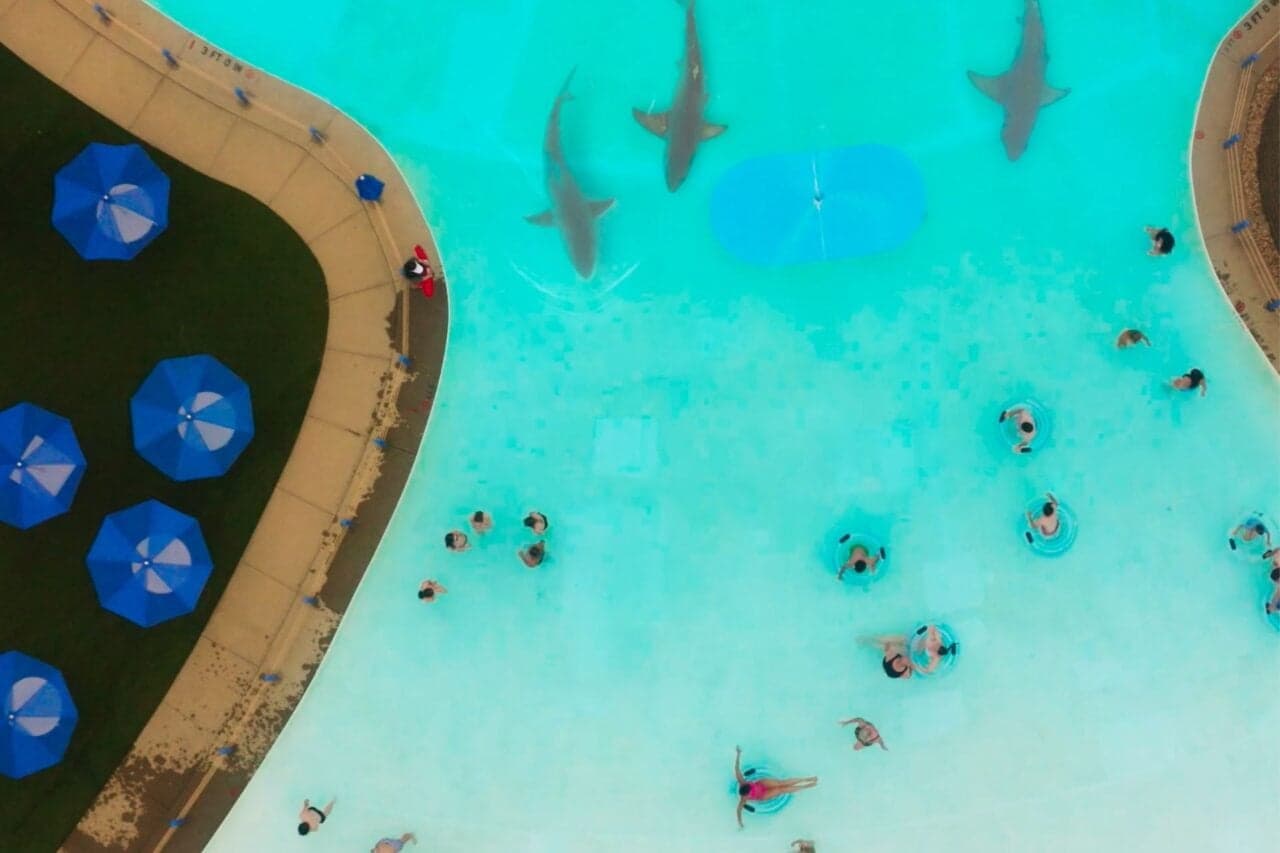 Sharknado' Director Set to Bring Sharks to Hilarious New Location