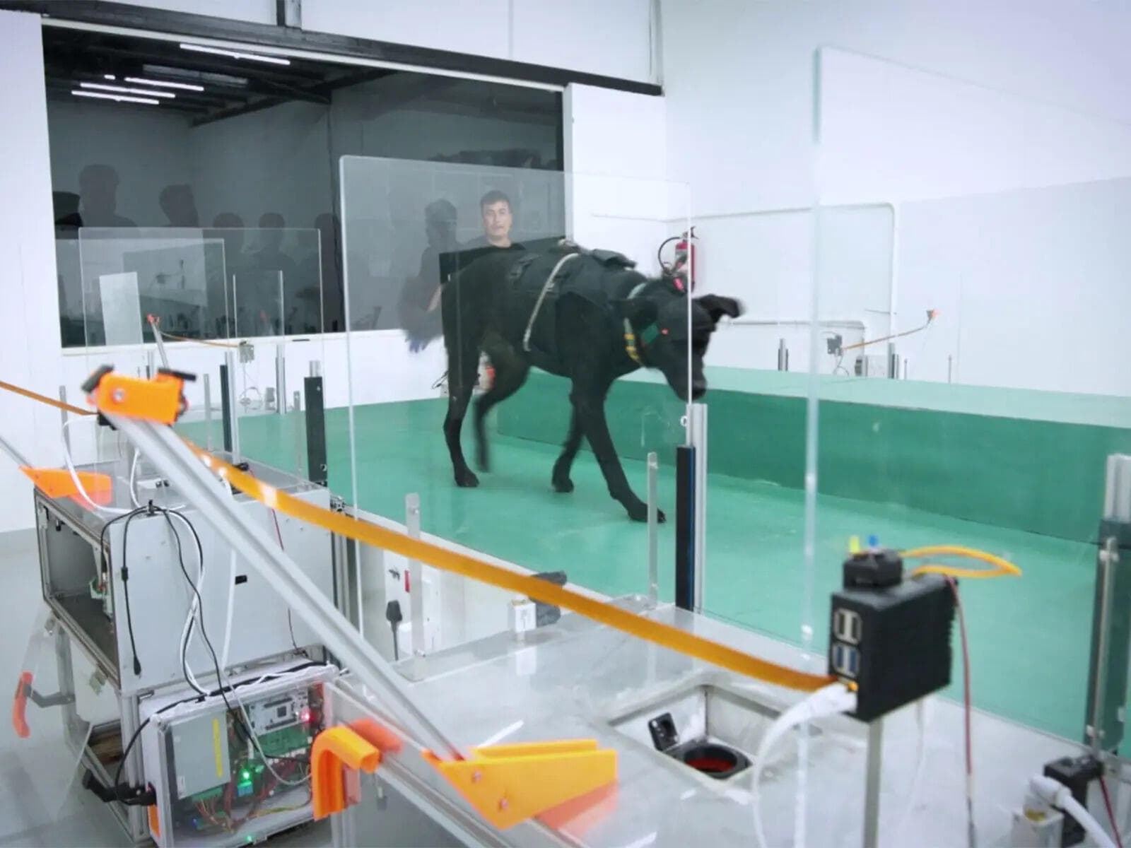 Canine-Savvy AI Combo Boosts Early Cancer Detection Hopes in Bengaluru
