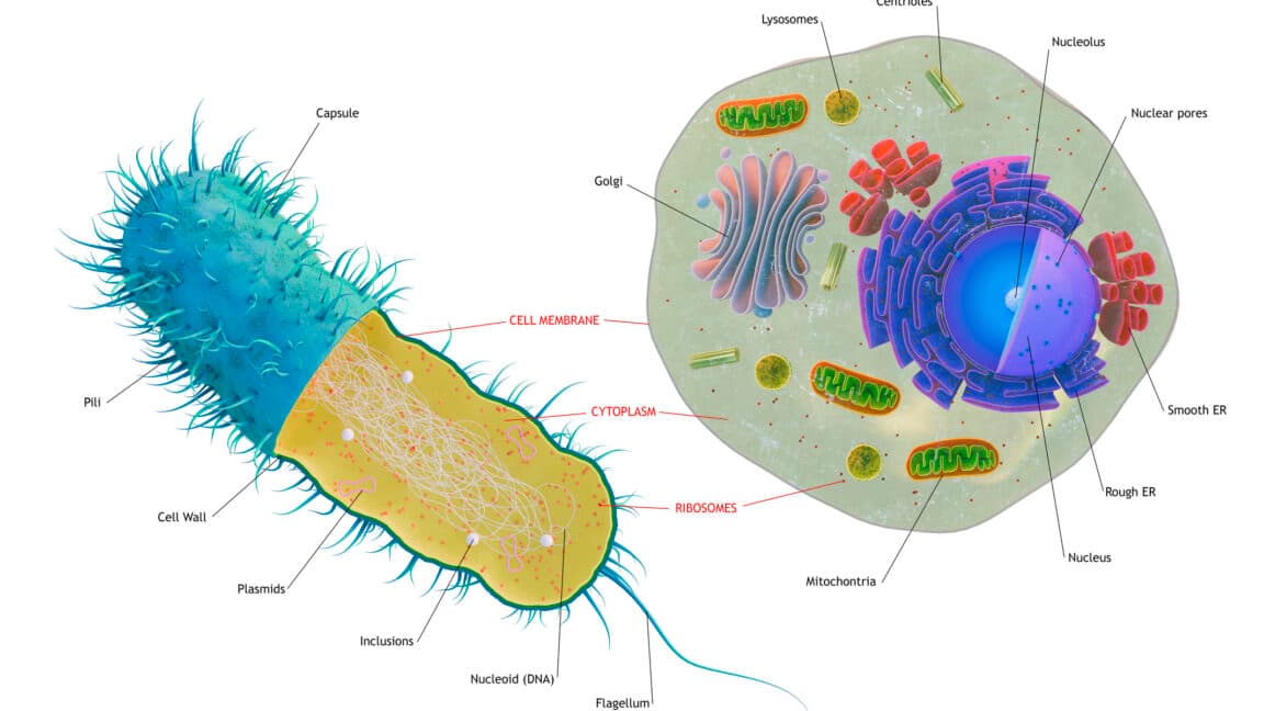 India's Cellular Blueprint Unveiled: Hybrid Genes Rewrite Evolutionary Script