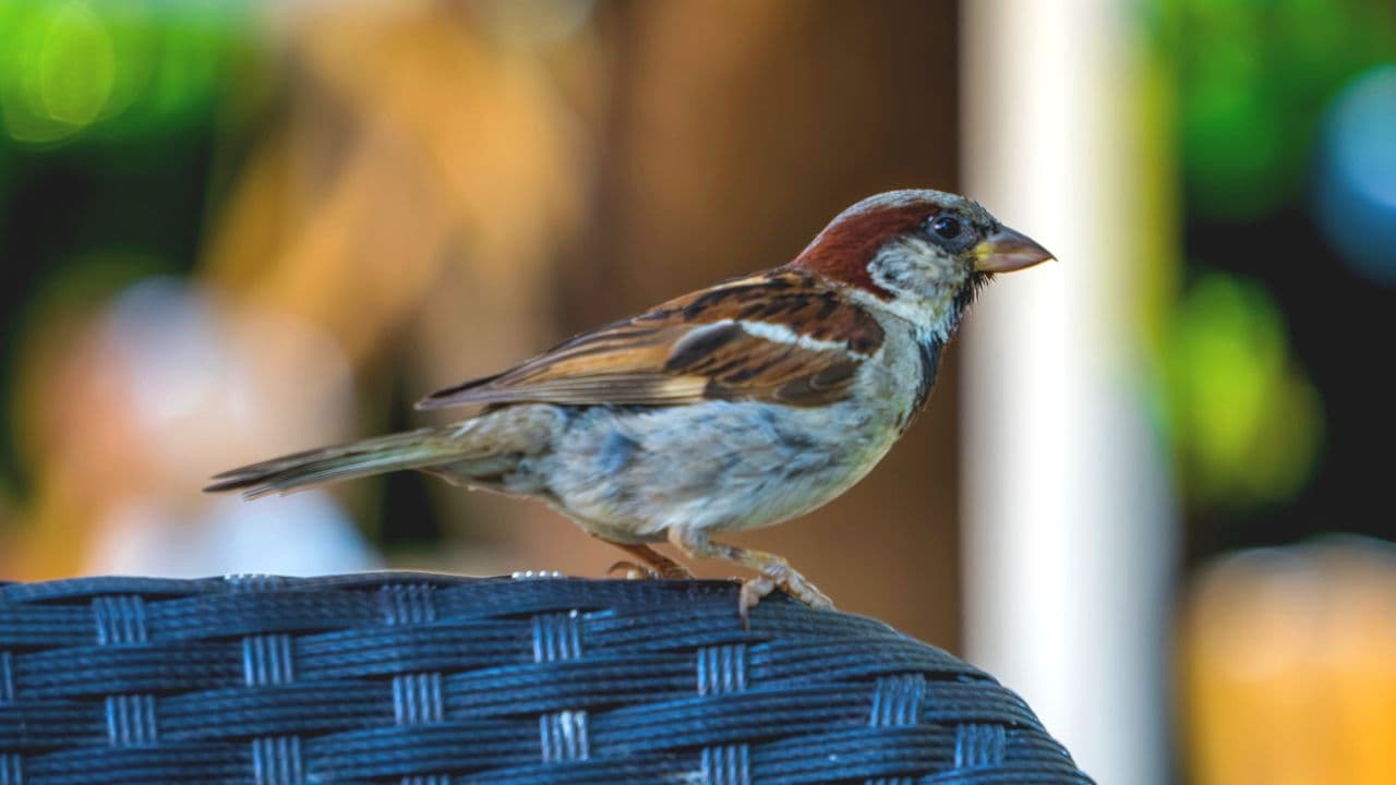 Stop birds from pooping on your patio — these 7 quick (and proven) hacks will actually work