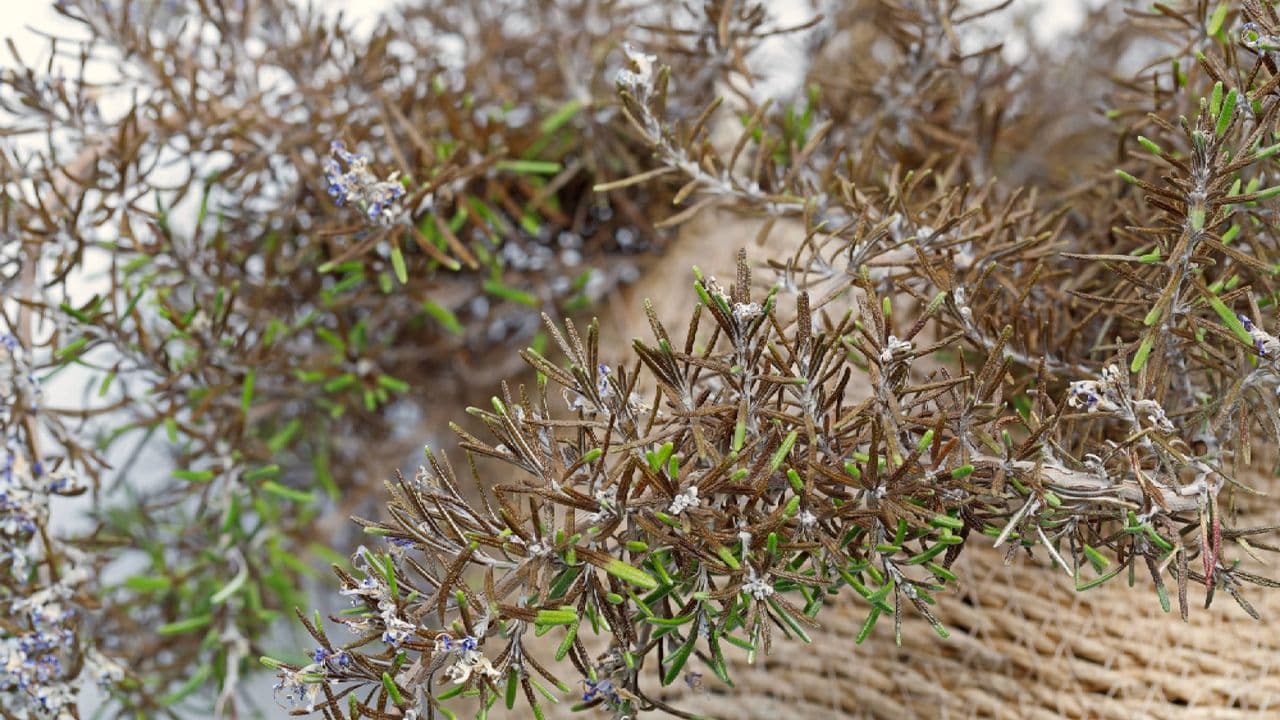 Rosemary plant turning brown? Start with the "scratch test" to save it