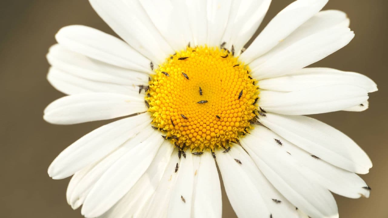 Minuscule thrips wreak havoc on plants — effective prevention methods inside