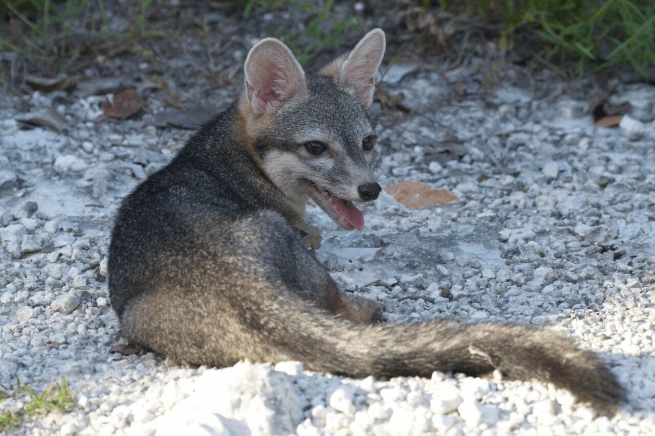 Scientists Capture First Photo Evidence of Dwarf Island Fox Not Seen in 20 Years