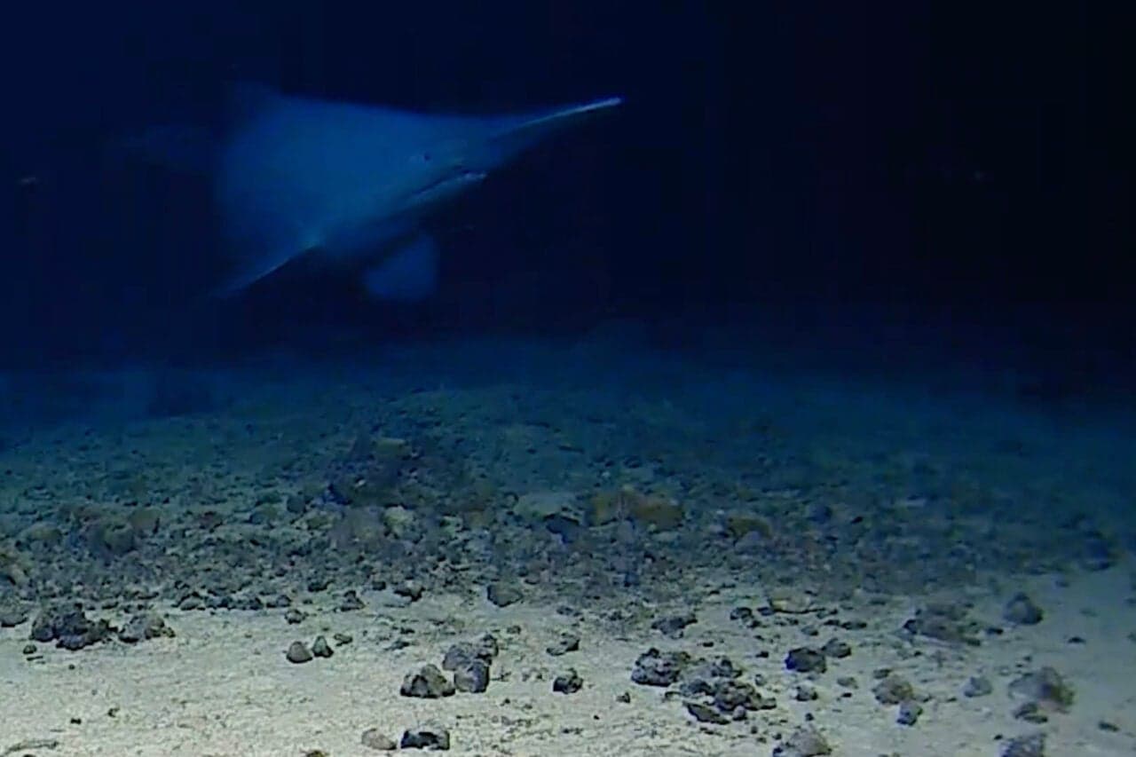 Watch a Rare Goblin Shark Filmed Alive in Its Natural Habitat for the First Time