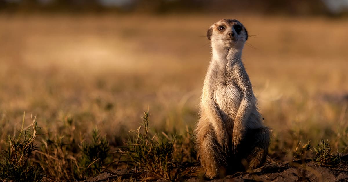 Cloudflare Unveils Meerkat: Revolutionizing Global Data Coordination with Unmatched Consistency