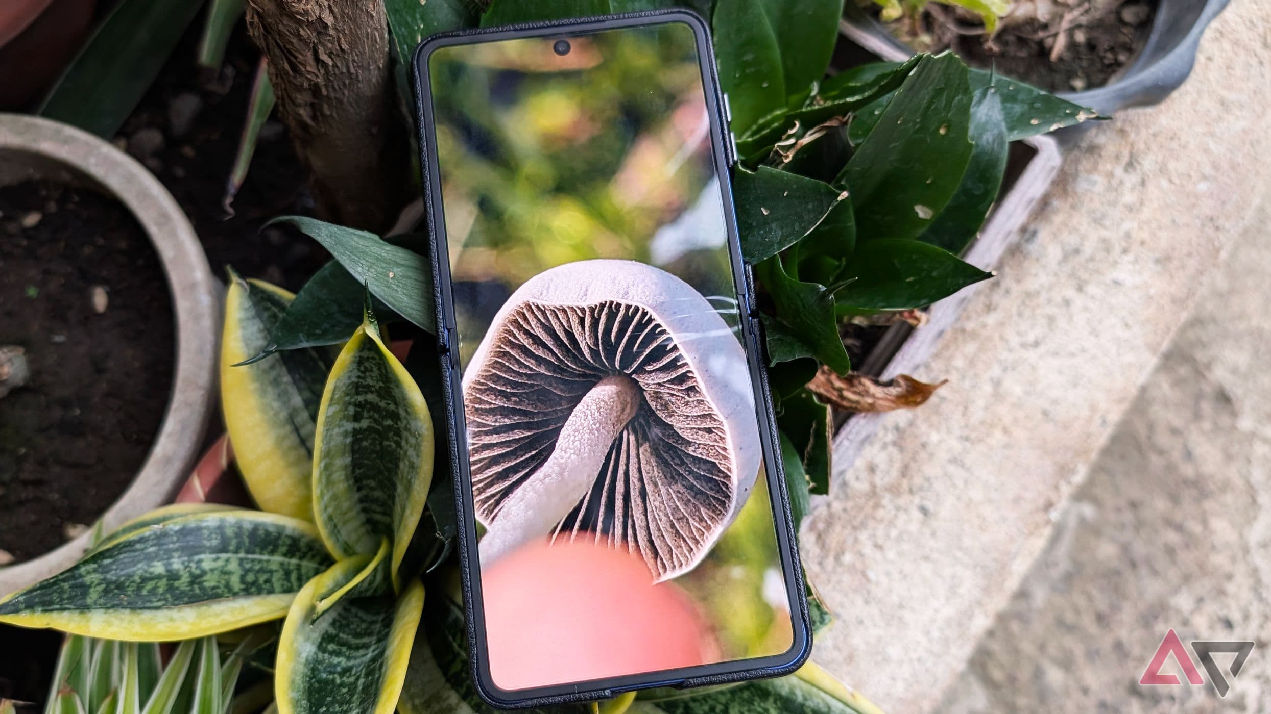 The clever Android app that turned me into a skilled local mushroom hunter